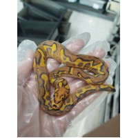 25 spotnose gravel clown x hgw gravel het clown