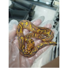 25 spotnose gravel clown x hgw gravel het clown