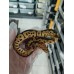 25 spotnose gravel clown x hgw gravel het clown