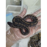 25 BH GHI hypo x butter hypo