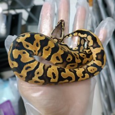 23 Pastel OD dh clown pied male 2500