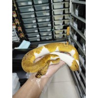 23 pastel clown pied pos OD male 7900 700g