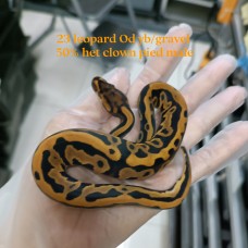 23 leopard OD yb/gravel 50% het clown pied male 2300
