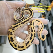 23 SOD leopard firefly ph clown pied female 4500