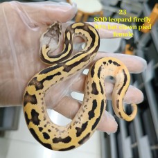 23 SOD leopard firefly ph clown pied female 8500