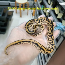 23 OD leopard pastel ph clown pied male 2200