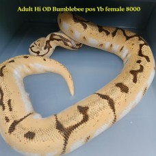 Adult Hi Od Bumblebee pos yb female 8000 PB 