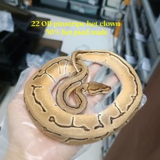 22 OD Pinstripe het clown 50% het pied male 1700