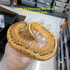 22 OD YB pinstripe het clown 50% het pied 2400