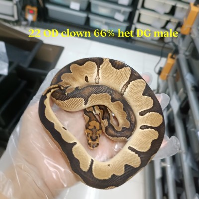 Adult Od clown 66% het Dg male 5800