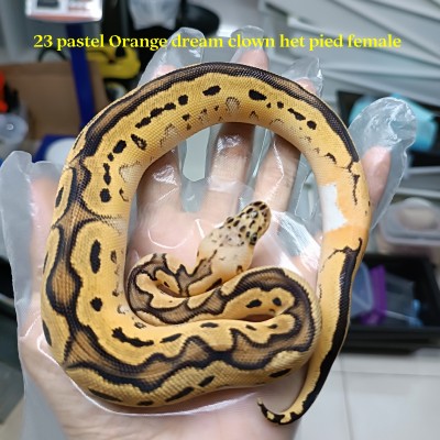 23 pastel OD clown het pied female 13800 900g