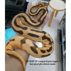 Adult Super Orange dream leopard yb pos sugar het pied ph clown 4800