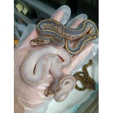 24 Sn gravel clown x bh leo mojo yb