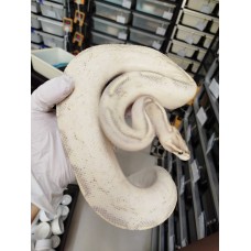 Adult highway het pied male PB 1700 950g