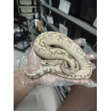 Early 25 hgw super gravel het clown male 2900