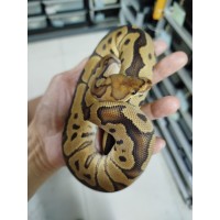 End of season 25 Gravel clown male $1900