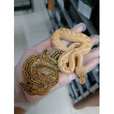 24 spotnose gravel clown x hgw gravel het clown