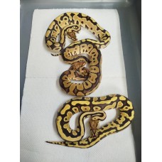 25 super gravel clown project 25 super gravel clown project