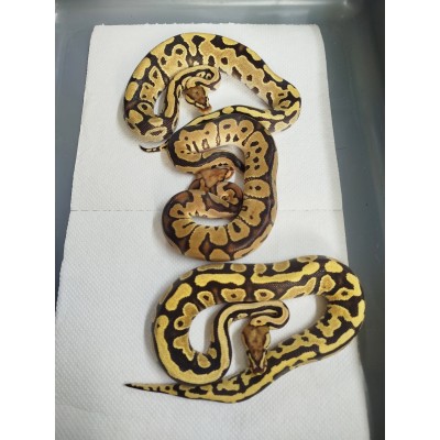 25 super gravel clown project 25 super gravel clown project