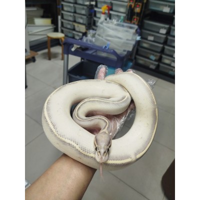 24 highway het hypo 1.0 male $900