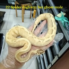 22 Highway spider het ghost male 2900 (1)