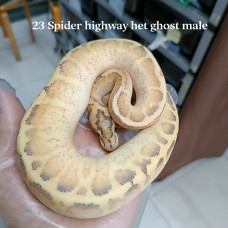 22 Highway spider het ghost male 2900 (2)