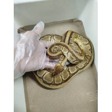 Adult male Redstripe Yb pin Het clown $2300 1250g 