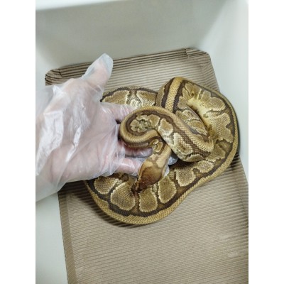 Adult male Redstripe Yb pin Het clown $2300 1250g 